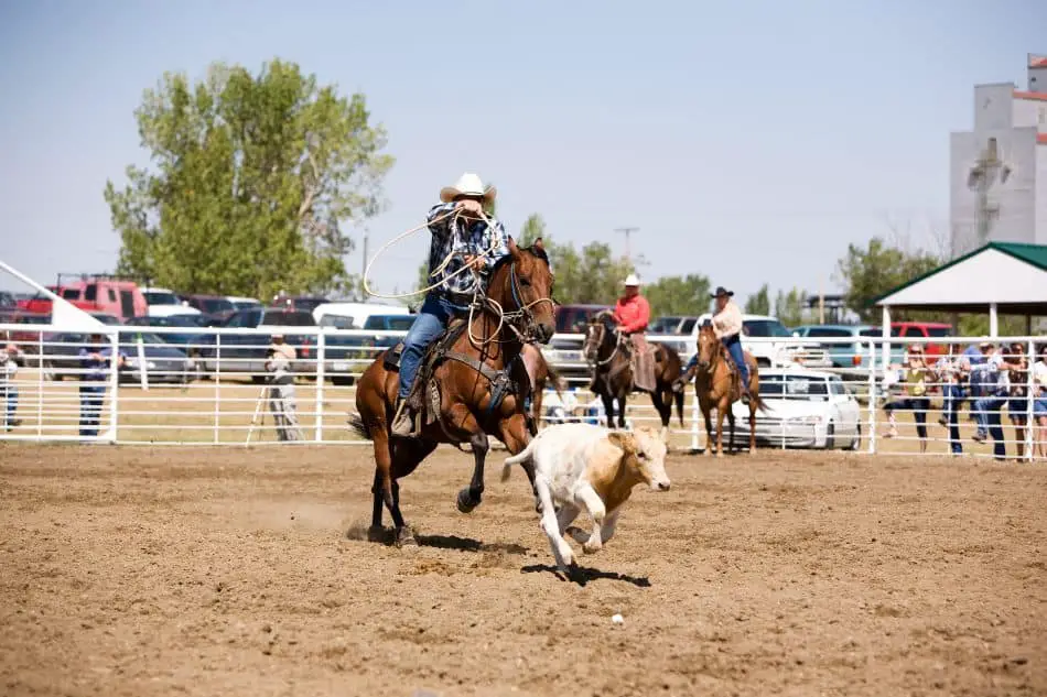 rodeo arenas